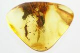 Detailed Fossil Springtail (Collembola) in Baltic Amber #325440-1
